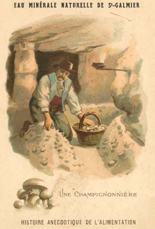 Cultivateur de champignons (chromolithographie) - French School