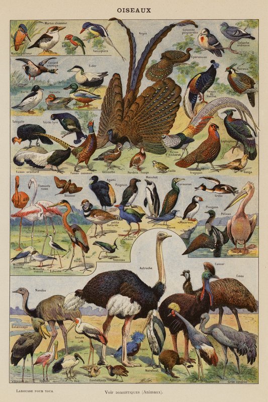 Oiseaux - French School