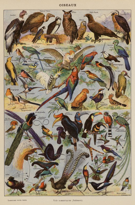 Oiseaux - French School