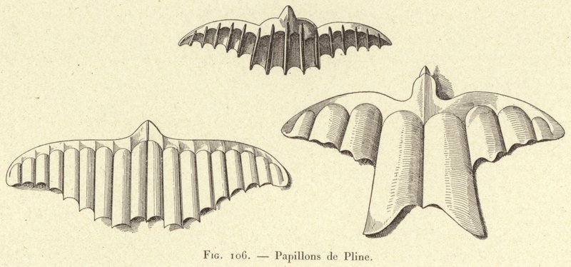 Papillons de Pline - French School