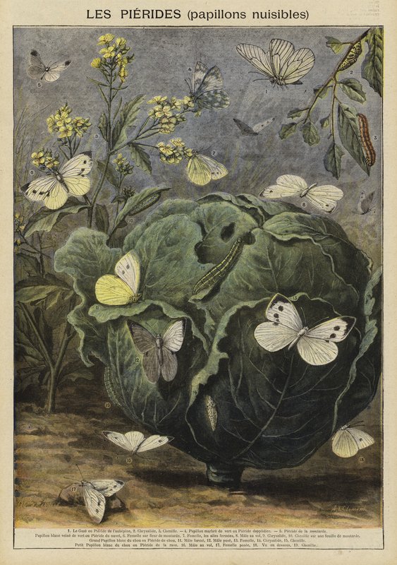Pieridae (papillons nuisibles) - French School