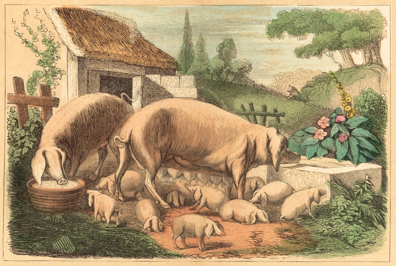 Cochon - French School