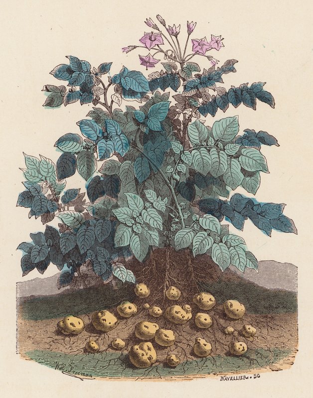 Plant de pomme de terre - French School