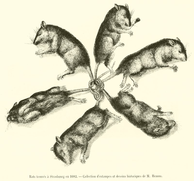 Rats trouvés à Strasbourg en 1683 - French School