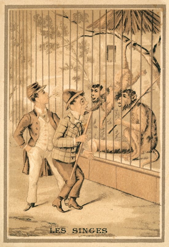 Les singes - French School