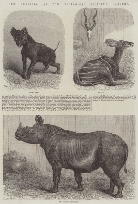 Nouveaux arrivants aux jardins de la Société zoologique - Friedrich Wilhelm Keyl