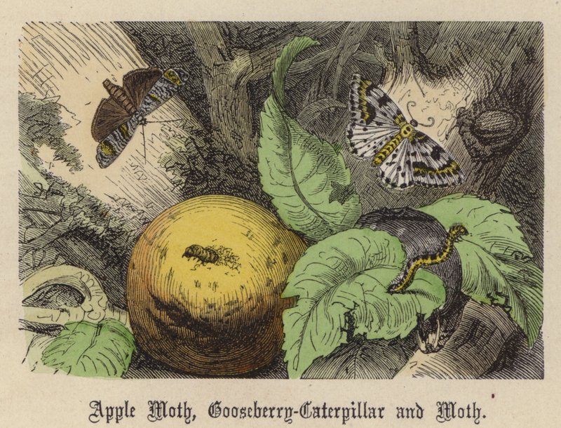 Papillon de la Pomme, Chenille de la Groseille et Papillon - Friedrich Specht