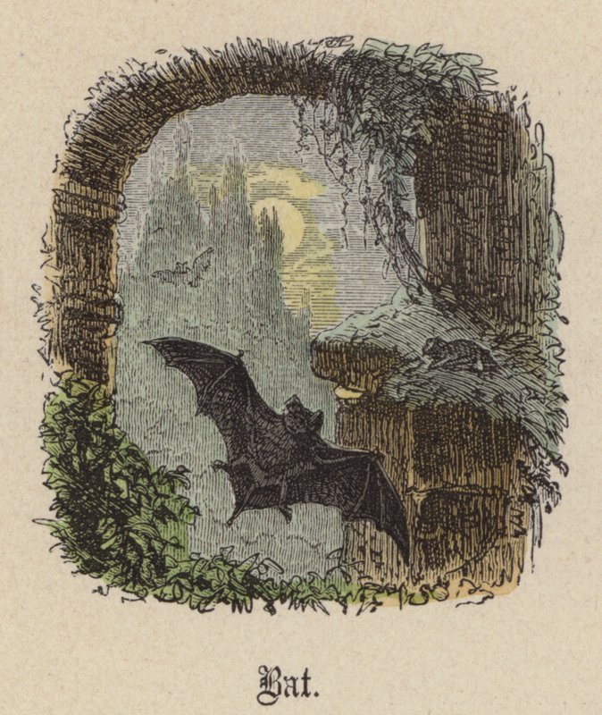 Chauve-souris - Friedrich Specht