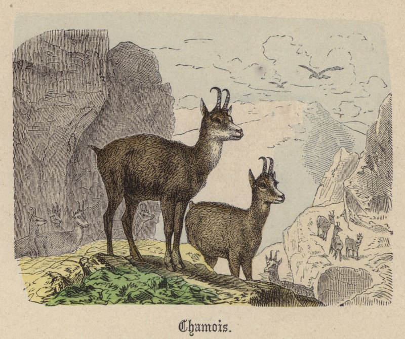 Chamois - Friedrich Specht
