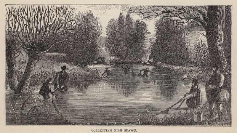 Collecte de frai de poisson - Friedrich Specht