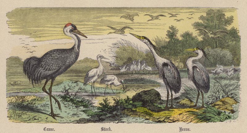 Grue, Cigogne, Héron - Friedrich Specht