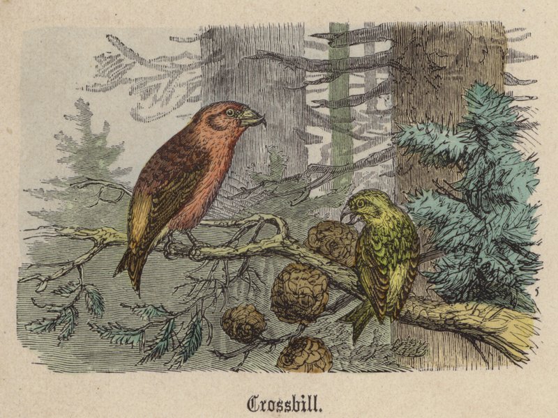 Bec-croisé - Friedrich Specht