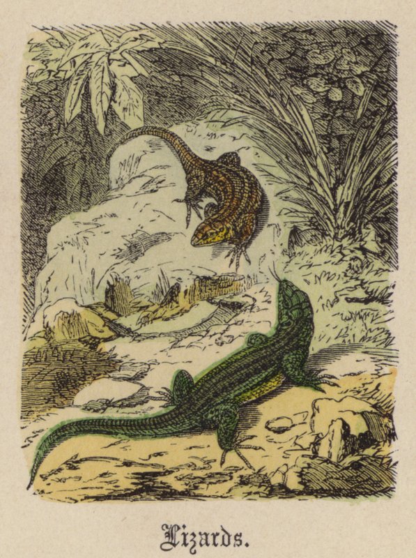 Lézards - Friedrich Specht