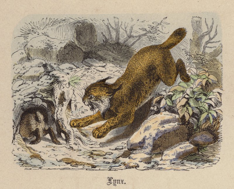 Lynx (gravure en couleur) - Friedrich Specht