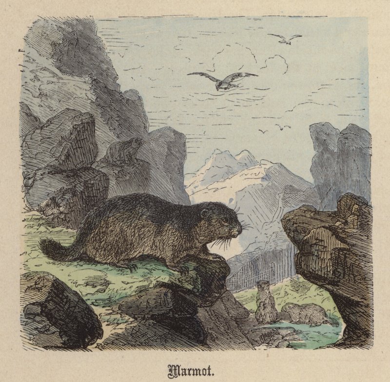 Marmotte - Friedrich Specht