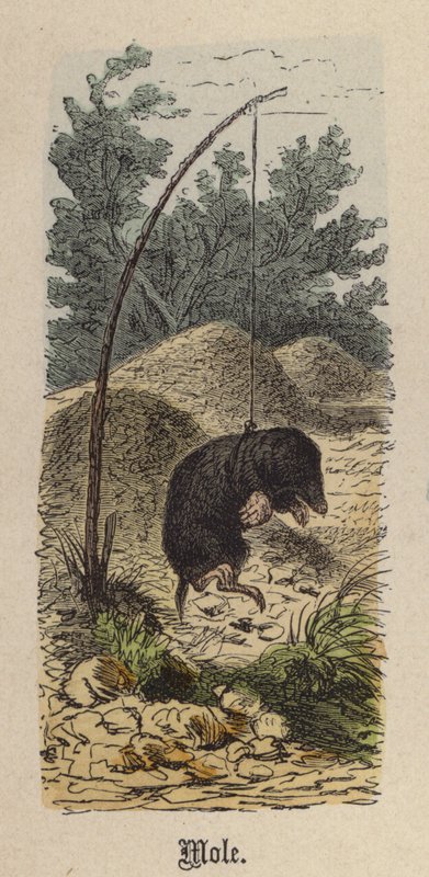 Taupe - Friedrich Specht