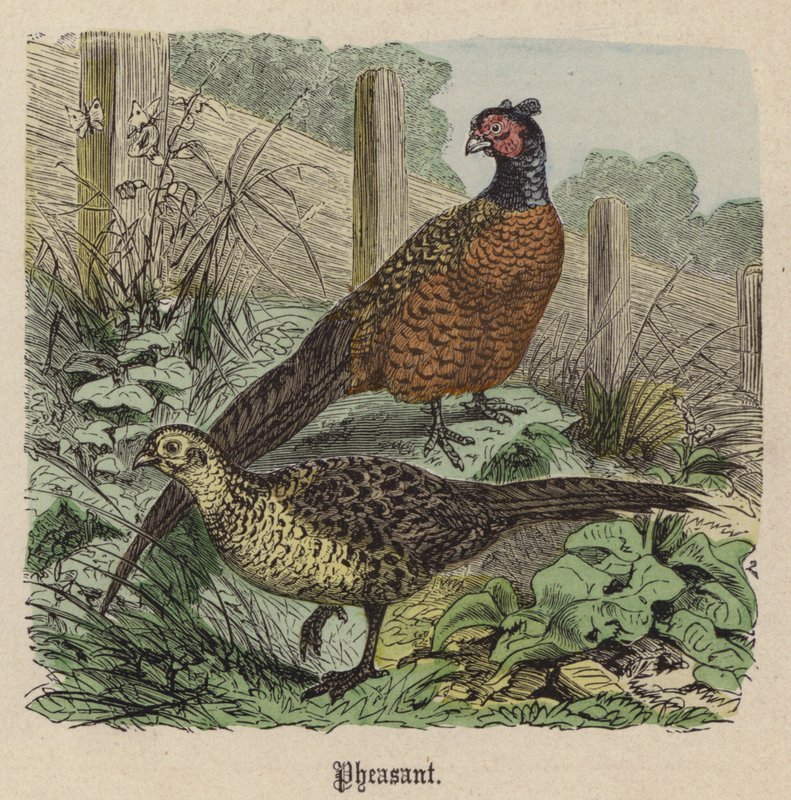 Faisan - Friedrich Specht
