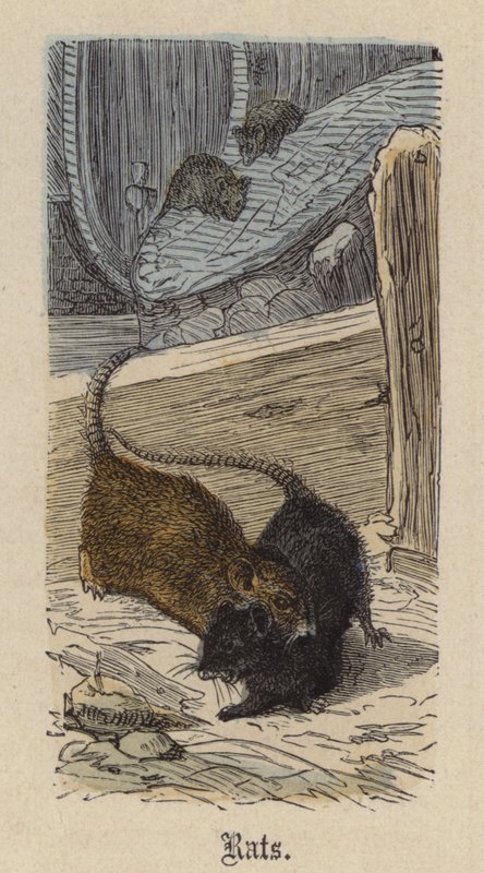 Rats - Friedrich Specht