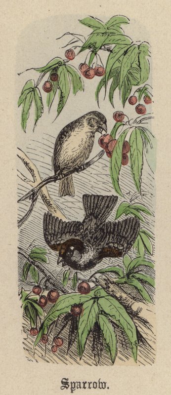 Moineau - Friedrich Specht