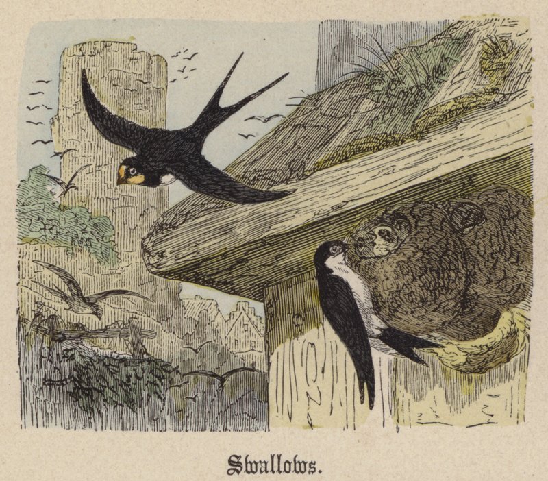 Hirondelles - Friedrich Specht