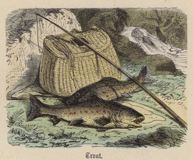 Truite - Friedrich Specht