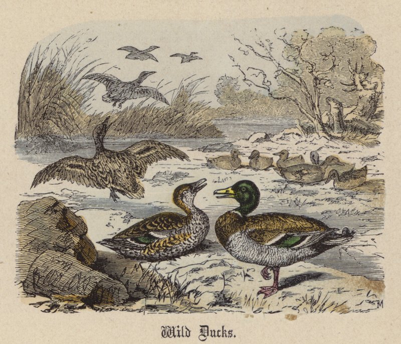 Canards sauvages - Friedrich Specht