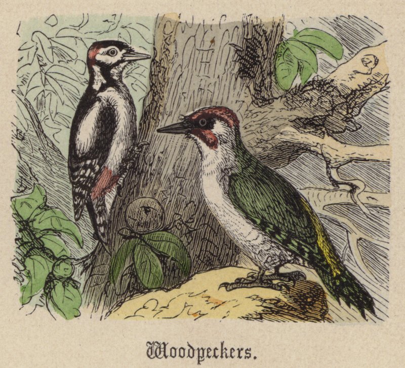 Pics - Friedrich Specht