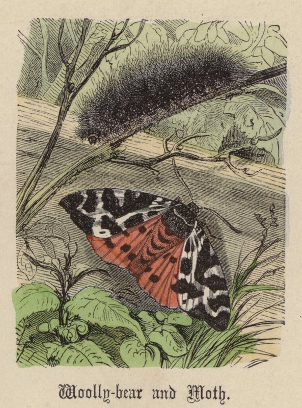 Chenille laineuse et Papillon - Friedrich Specht