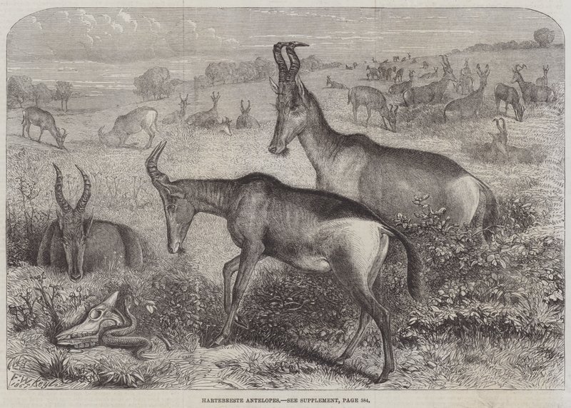 Antilopes Hartebeeste - Friedrich Wilhelm Keyl