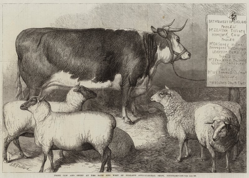 Vache primée et mouton à l