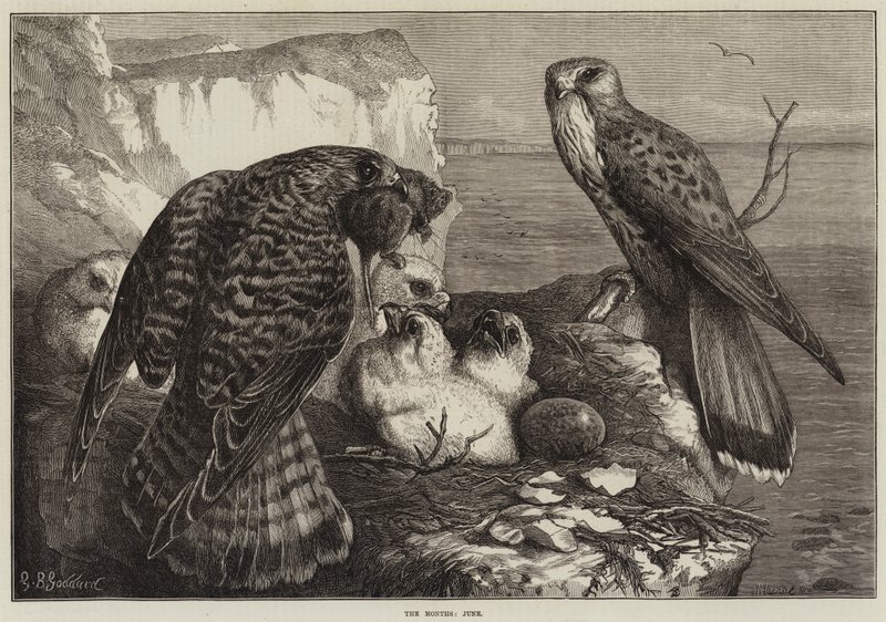 Les Mois, Juin - George Bouverie Goddard