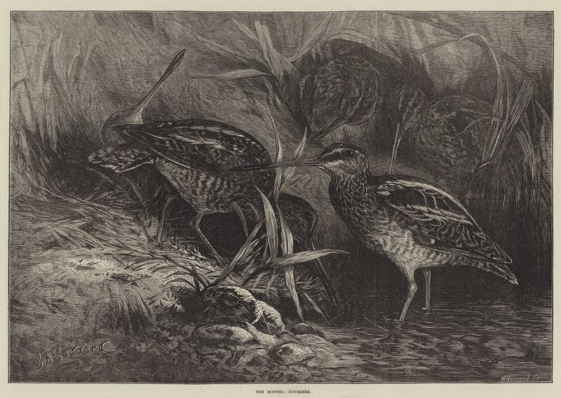 Les mois, novembre - George Bouverie Goddard