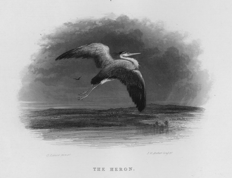Le Héron (gravure) - George Lance