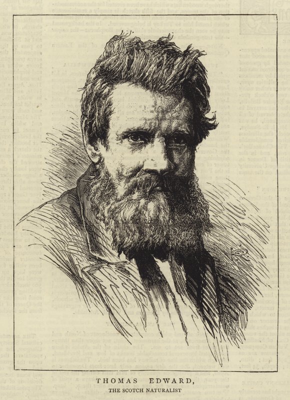 Thomas Edward - George Reid