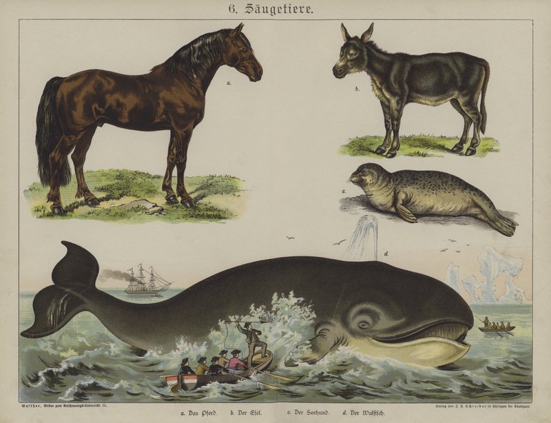Animaux - German School