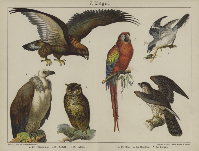Animaux - German School