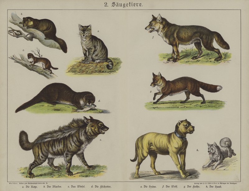 Animaux - German School