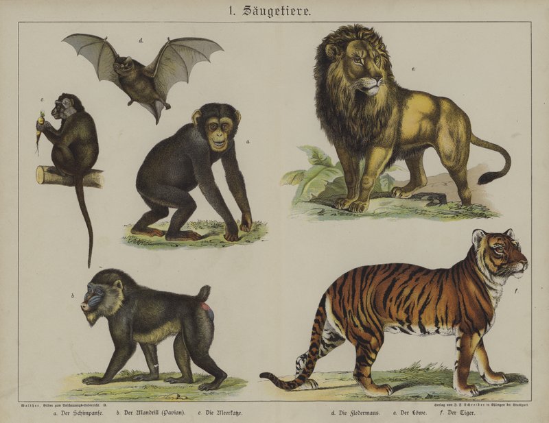 Animaux - German School