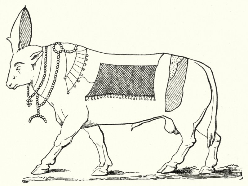 Apis, taureau sacré de l