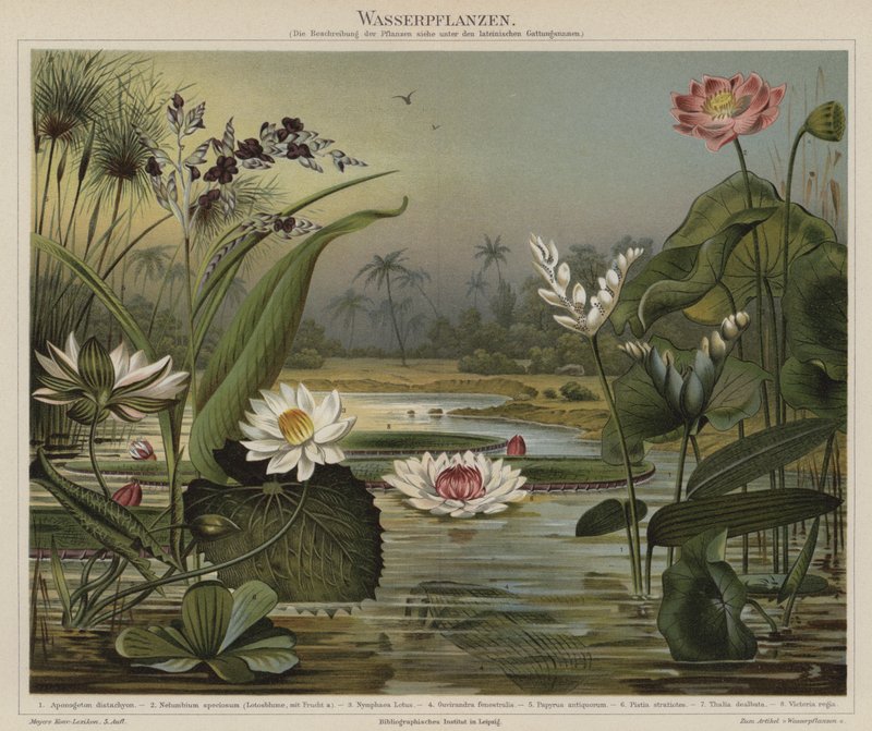 Plantes aquatiques - German School