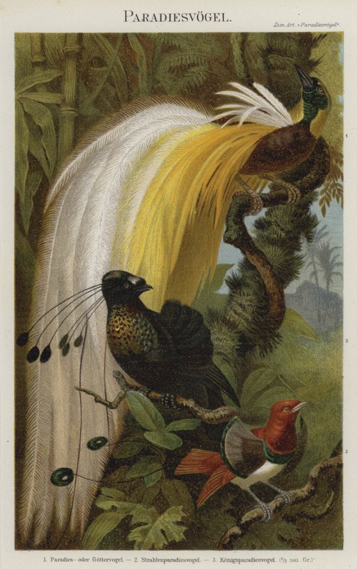 Oiseaux de paradis - German School
