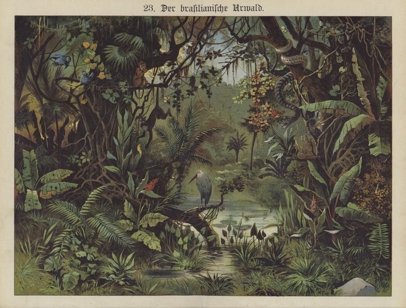 Forêt tropicale brésilienne - German School