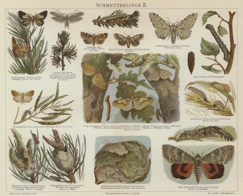 Papillons et mites - German School