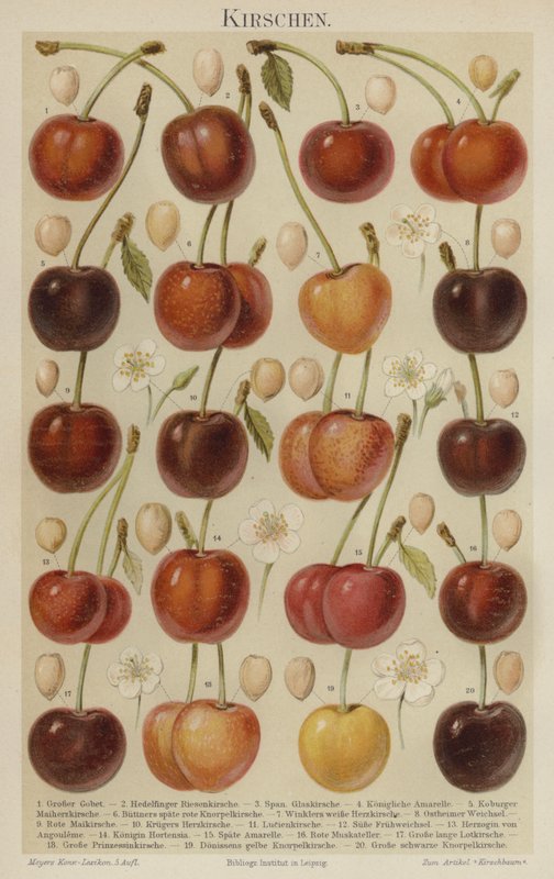 Cerises - German School