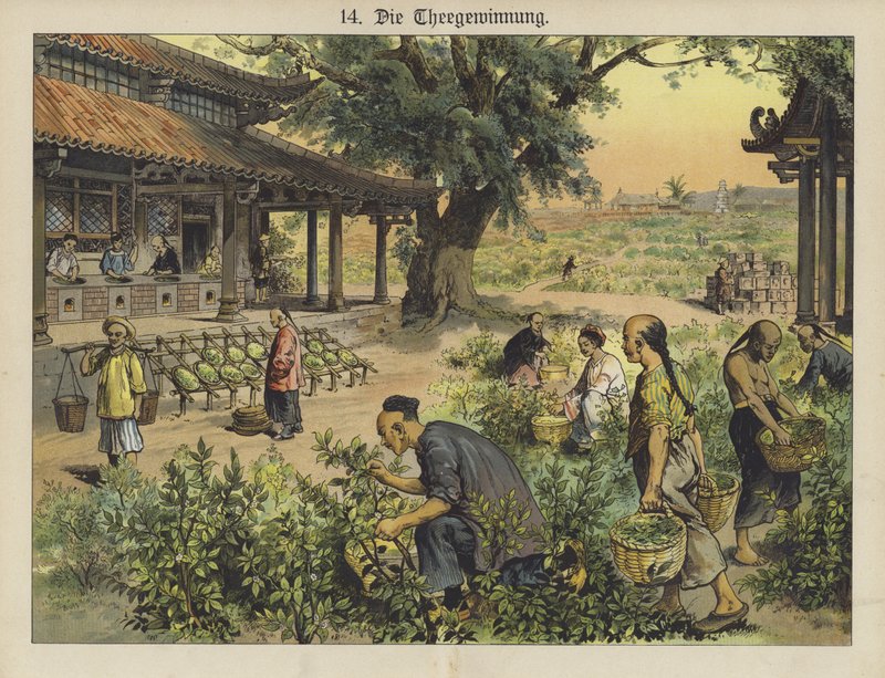 Plantation de thé chinoise - German School