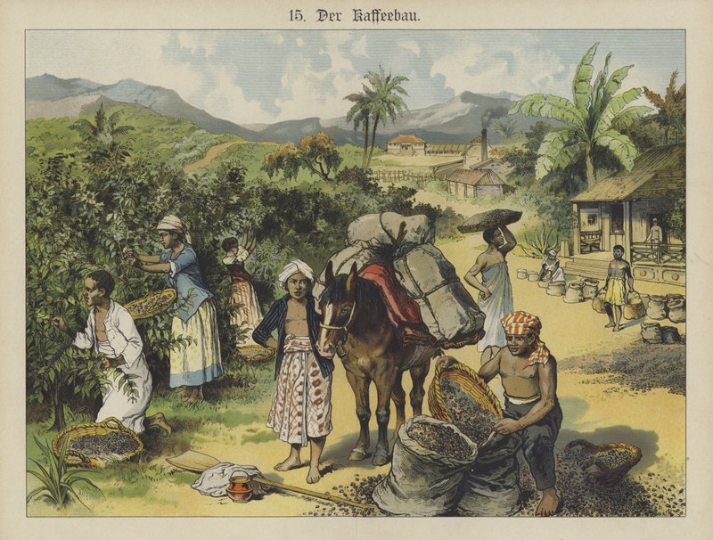Plantation de café - German School