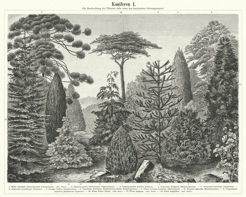 Arbres conifères - German School