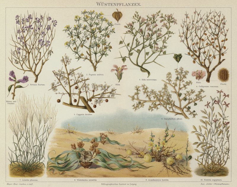 Plantes du désert - German School