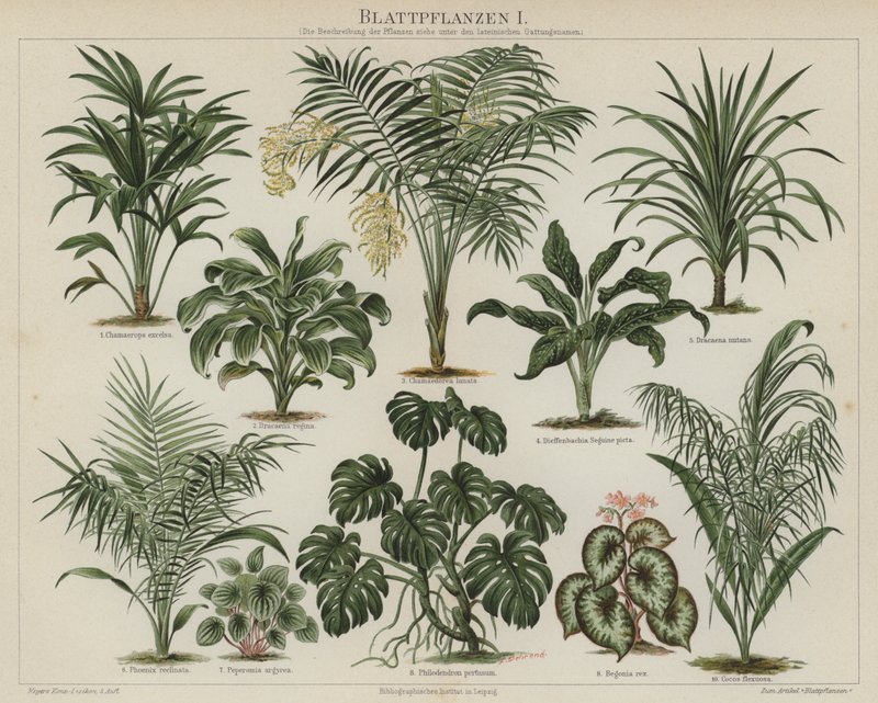 Plantes à feuillage - German School