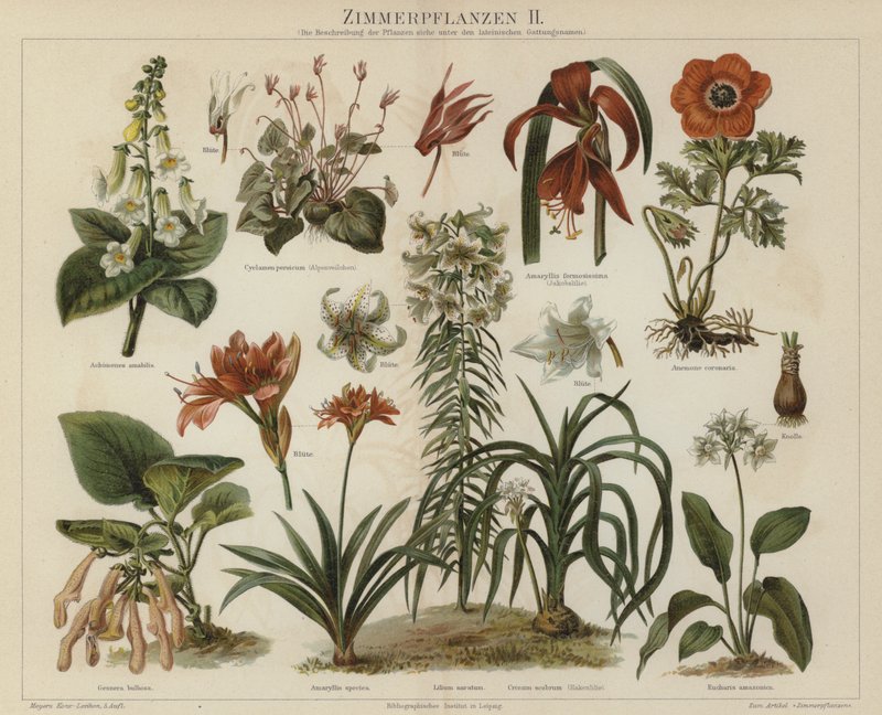 Plantes d